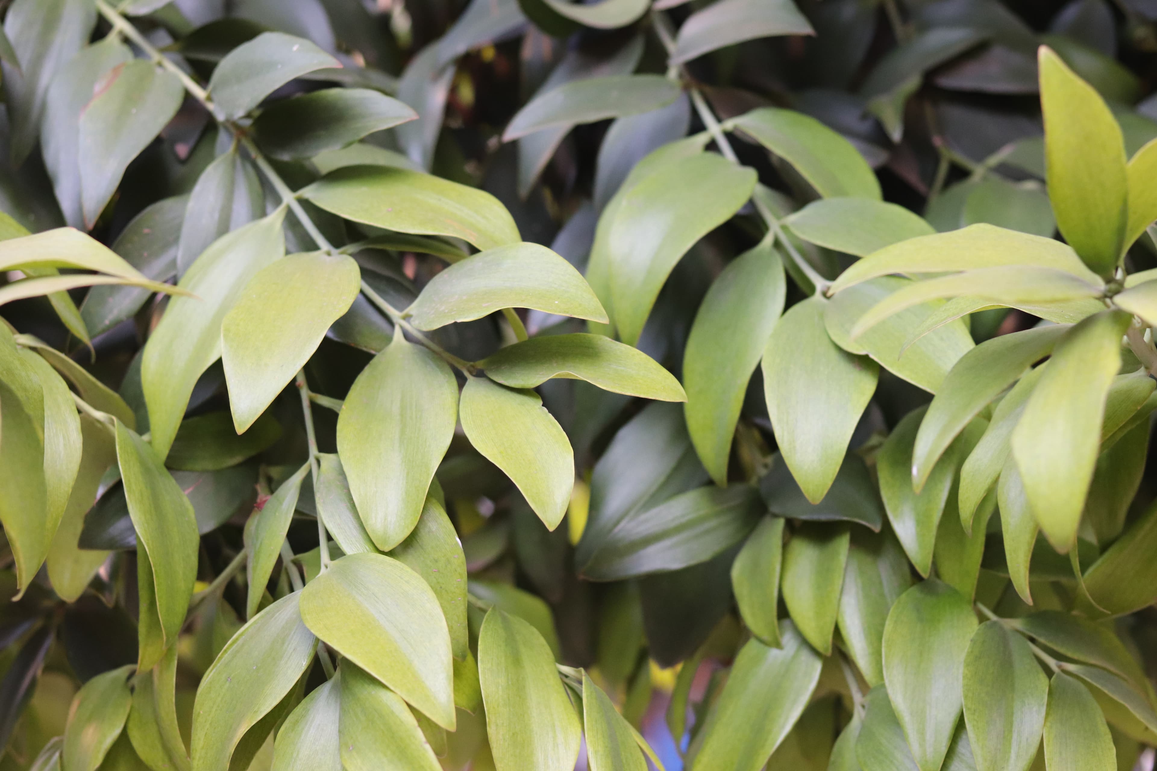 Lush green foliage — botanical photography by Lara Mateo