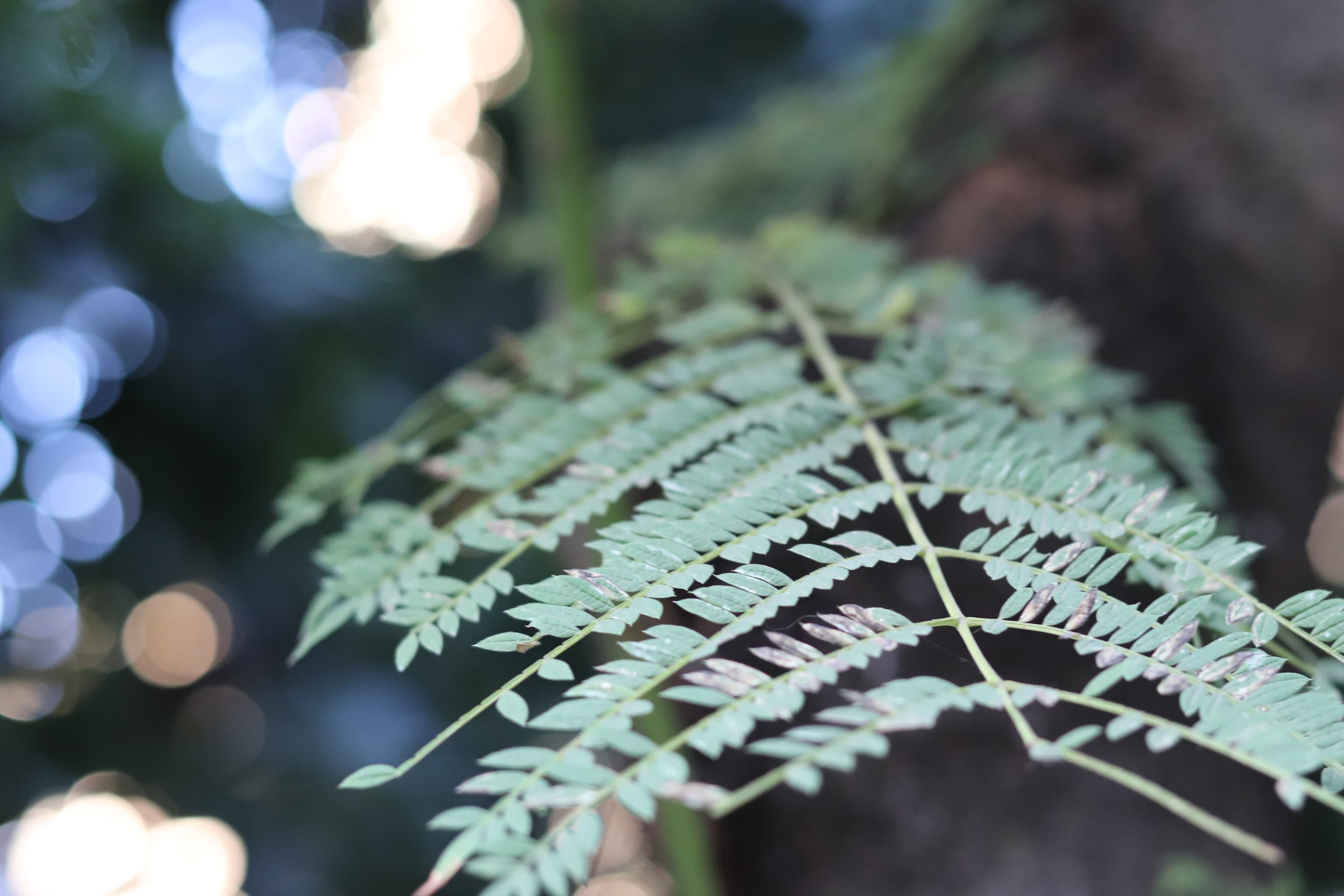 Fern frond in soft light — botanical photography by Lara Mateo