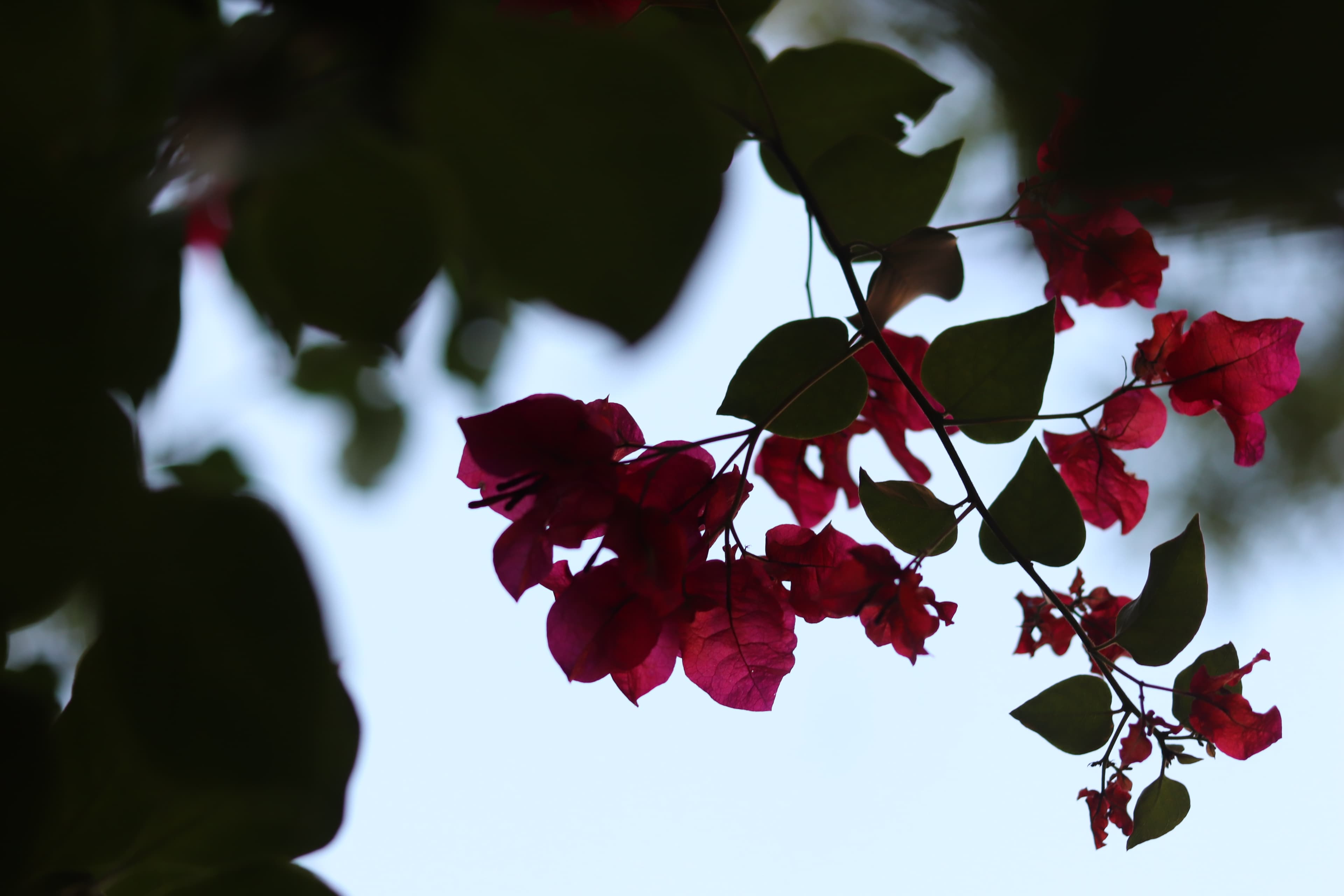 Bougainvillea blossoms against the sky — botanical photography by Lara Mateo