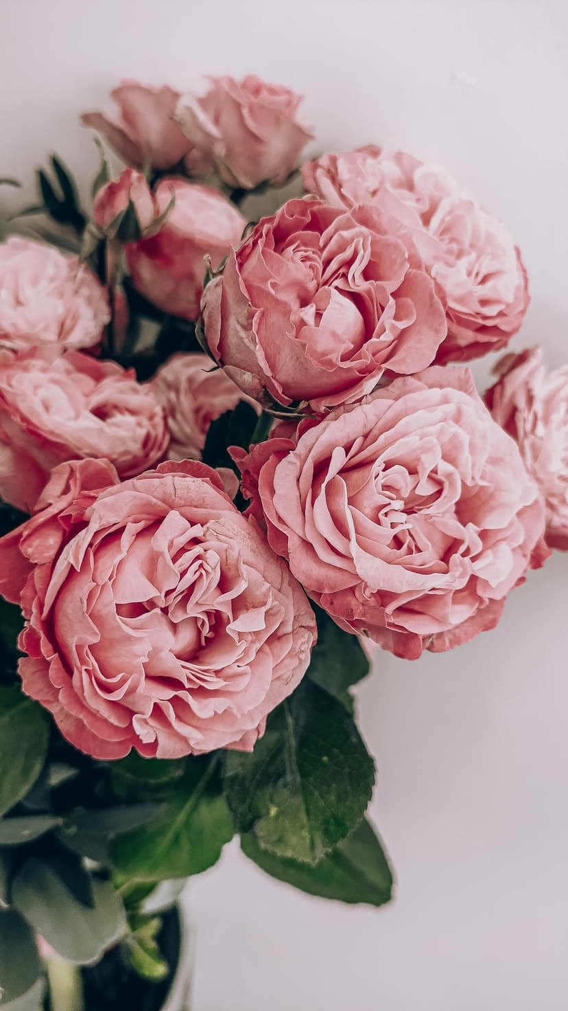 Flourish phase background